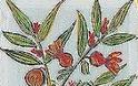 11900 - Έτσι είναι τα λουλούδια το Πάσχα στο Άγιον Όρος. Έκθεση ζωγραφικής στις Καρυές του Αγίου Όρους - Φωτογραφία 1