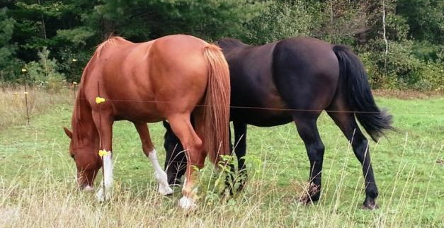 Ιωάννινα: Εκτέλεσαν τρία άλογα με κυνηγετικό όπλο - Φωτογραφία 1