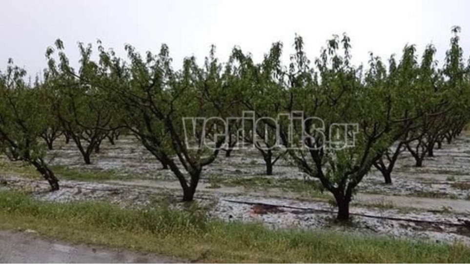 Χαλάζι στην Ημαθία: Μεγάλες ζημιές στις αγροτικές καλλιέργειες - Φωτογραφία 1