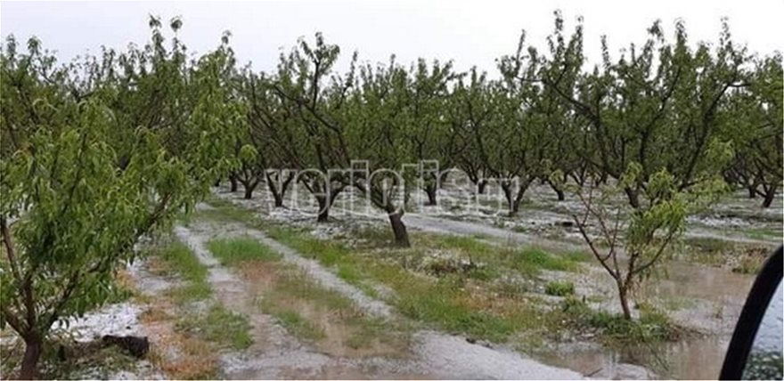 Χαλάζι στην Ημαθία: Μεγάλες ζημιές στις αγροτικές καλλιέργειες - Φωτογραφία 3
