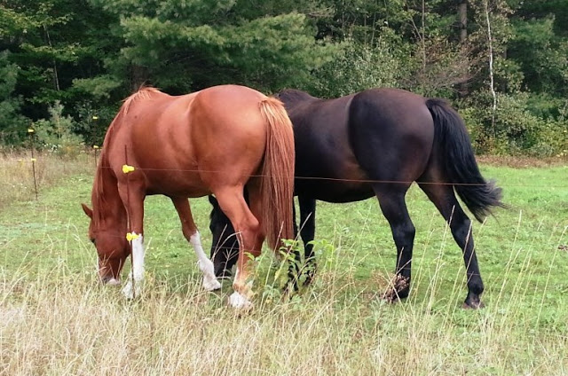 Γιάννενα: Εκτέλεσαν τρία άλογα μέσα σε χωράφι - Φωτογραφία 1