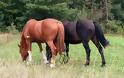 Γιάννενα: Εκτέλεσαν τρία άλογα μέσα σε χωράφι