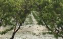 Ημαθία: Τεράστιες καταστροφές για το 80% των καλλιεργειών ροδάκινων από χαλαζόπτωση