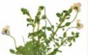 11912 - Η κορυφή του Άθω φιλοξενεί 15 είδη φυτών που απαντώνται μόνο εκεί και πουθενά αλλού στον κόσμο! - Φωτογραφία 2
