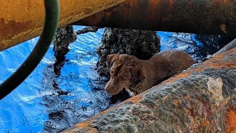 Σκυλίτσα βρέθηκε να κολυμπάει 135 μίλια από την κοντινότερη ακτή - Φωτογραφία 1
