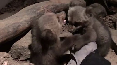 Ο Μπράντλεϊ και ο Κούπερ, δύο ορφανά αρκουδάκια που βρέθηκαν στην Οινόη Κοζάνης, θα έχουν μία δεύτερη ευκαιρία στη φύση χάρη στον ΑΡΚΤΟΥΡΟ - Φωτογραφία 1