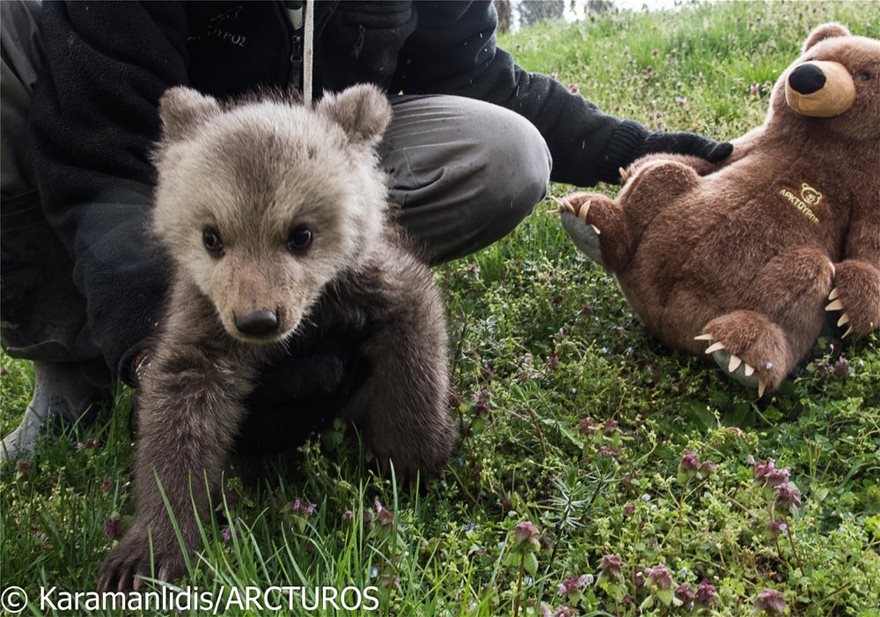 Στην αγκαλιά του Αρκτούρου τα δύο ορφανά αρκουδάκια... - Φωτογραφία 2