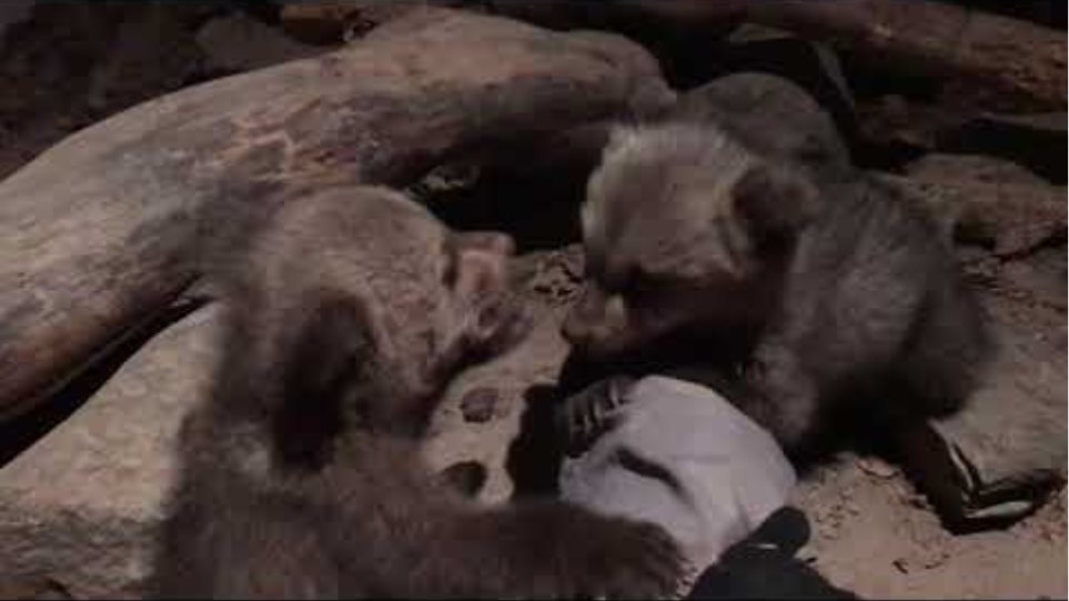 Στην αγκαλιά του Αρκτούρου τα δύο ορφανά αρκουδάκια, Μπράντλεϊ και Κούπερ - Φωτογραφία 2