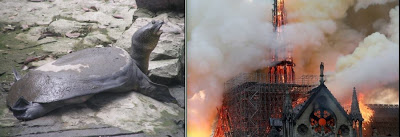 Δύο τραγικά γεγονότα μαζί: Κάηκε η Παναγία των Παρισίων και εξαφανίστηκε για πάντα, το είδος χελώνας Χελώνα του Γιανγκτσέ - Φωτογραφία 1