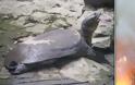 Δύο τραγικά γεγονότα μαζί: Κάηκε η Παναγία των Παρισίων και εξαφανίστηκε για πάντα, το είδος χελώνας Χελώνα του Γιανγκτσέ