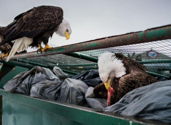 Σκουπιδιάρηδες με λάθος κατεύθυνση οι φαλακροί αετοί στην Αμερική - Φωτογραφία 1