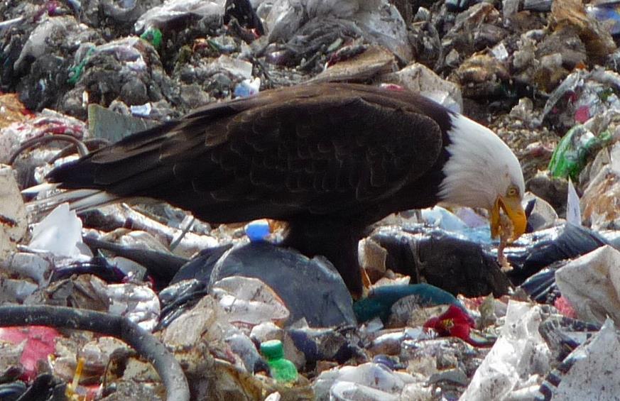 Σκουπιδιάρηδες με λάθος κατεύθυνση οι φαλακροί αετοί στην Αμερική - Φωτογραφία 2