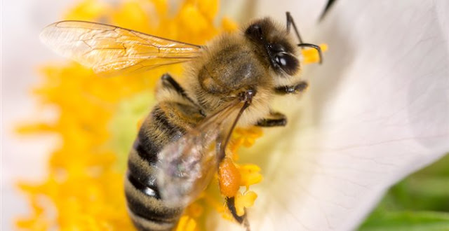 Απίστευτο! Γυναίκα είχε στο μάτι της τέσσερις μέλισσες που τρέφονταν με τα δάκρυά της! - Φωτογραφία 1