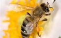 Απίστευτο! Γυναίκα είχε στο μάτι της τέσσερις μέλισσες που τρέφονταν με τα δάκρυά της! - Φωτογραφία 1