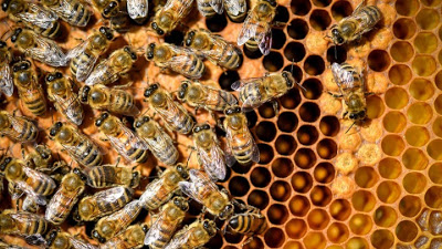 Οι μέλισσες της Παναγιας των Παρισίων έχουν σωθεί από την καταστροφή - Φωτογραφία 1