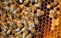 Οι μέλισσες της Παναγιας των Παρισίων έχουν σωθεί από την καταστροφή