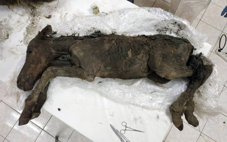 Βρέθηκε άλογο ηλικίας 42.000 ετών που περιείχε υγρό αίμα - Φωτογραφία 1