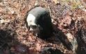 Σκελετός «επίδοξου Χουντίνι» βρέθηκε δεμένος σε δέντρο με χειροπέδες μπροστά σε κάμερα! - Φωτογραφία 1