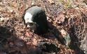 Σκελετός «επίδοξου Χουντίνι» βρέθηκε δεμένος σε δέντρο με χειροπέδες μπροστά σε κάμερα! - Φωτογραφία 5
