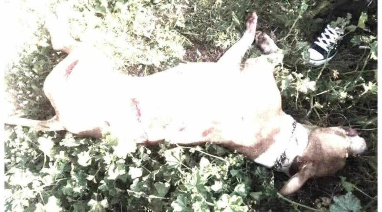 Φρίκη στην Αργυρούπολη: Κατέσφαξαν σκύλο με 17 μαχαιριές - Σκληρές εικόνες - Φωτογραφία 1