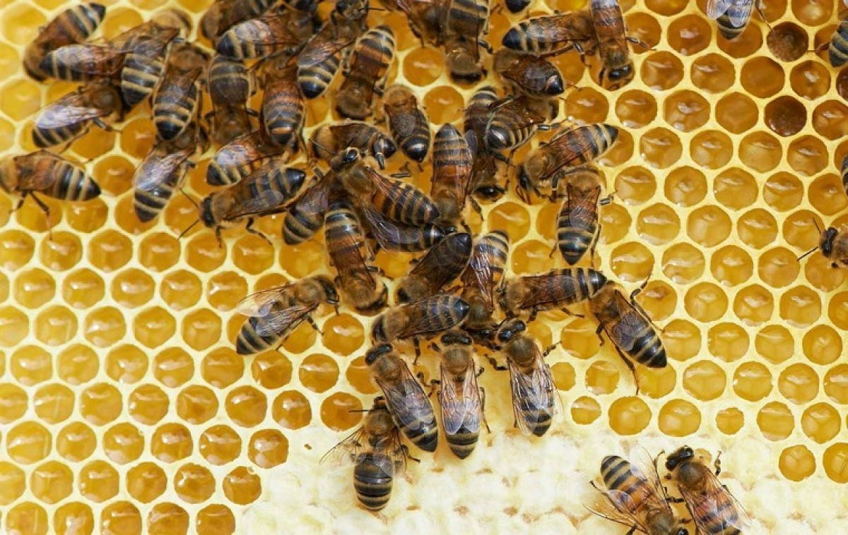 Απαγόρευση χρήσης εντομοκτόνων στη Γαλλία για να σωθούν οι μέλισσες - Φωτογραφία 1