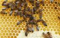 Απαγόρευση χρήσης εντομοκτόνων στη Γαλλία για να σωθούν οι μέλισσες