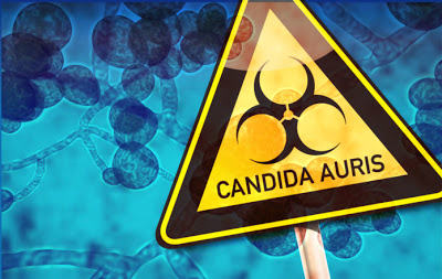 Τι είναι ο πολυανθεκτικός μύκητας Candida Auris, που εξαπλώνεται σε όλο τον κόσμο; Τι γίνεται σε Ελλάδα και Κύπρο; - Φωτογραφία 1