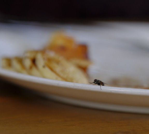 Να γιατί δεν πρέπει να τρως φαγητό, στο οποίο έχει κάτσει μύγα… - Φωτογραφία 1