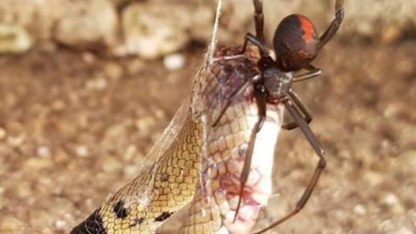 Τρομακτική μονομαχία κόκκινης αράχνης με φίδι με συγκλονιστικό φινάλε - Φωτογραφία 1
