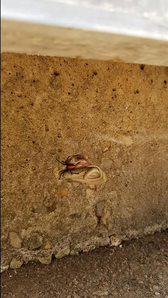 Τρομακτική μονομαχία κόκκινης αράχνης με φίδι με συγκλονιστικό φινάλε - Φωτογραφία 2