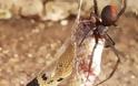 Τρομακτική μονομαχία κόκκινης αράχνης με φίδι με συγκλονιστικό φινάλε