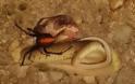Τρομακτική μονομαχία κόκκινης αράχνης με φίδι με συγκλονιστικό φινάλε - Φωτογραφία 3