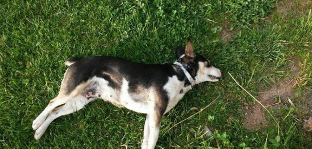 Καινούργιο: Άγνωστος θανάτωσε σκυλί με φόλα - Φωτογραφία 1