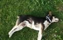 Καινούργιο: Άγνωστος θανάτωσε σκυλί με φόλα