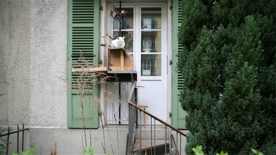Λύνουν και το τελευταίο τους πρόβλημα οι Ελβετοί: Φτιάχνουν σκάλες για να ανεβαίνουν οι γάτες στα κεραμίδια - Φωτογραφία 4