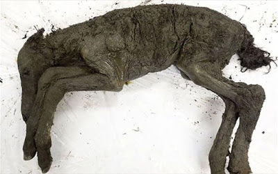 Ανακαλύφθηκε παγωμένο άλογο, ηλικίας... 42.000 ετών, στη Σιβηρία (pics) - Φωτογραφία 1