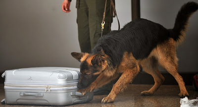 Προμαχώνας: Αστυνομικός σκύλος «μπλόκαρε» ναρκωτικά (video) - Φωτογραφία 1