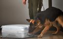 Προμαχώνας: Αστυνομικός σκύλος «μπλόκαρε» ναρκωτικά (video)