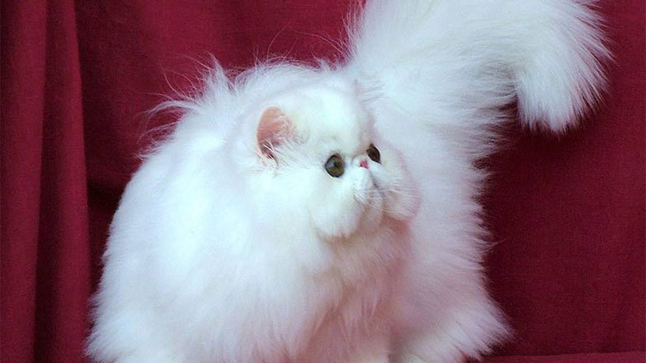 Η αριστοκράτισσα γάτα Περσίας - Φωτογραφία 1
