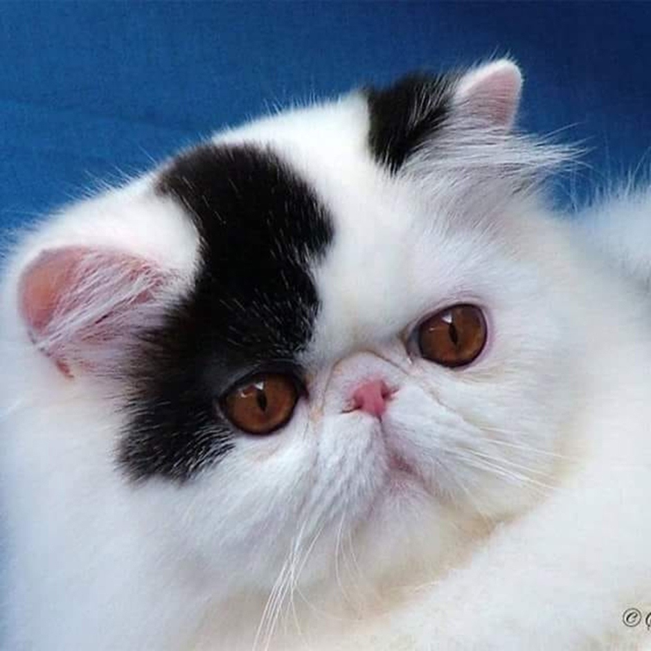 Η αριστοκράτισσα γάτα Περσίας - Φωτογραφία 4