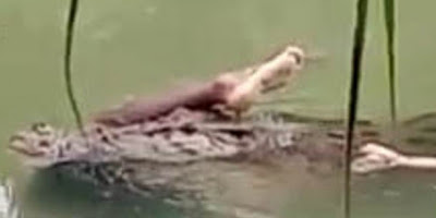 Βίντεο-σοκ: Κροκόδειλος περιπλανιέται σε λίμνη έχοντας στα σαγόνια του ένα ανθρώπινο πόδι - Φωτογραφία 1