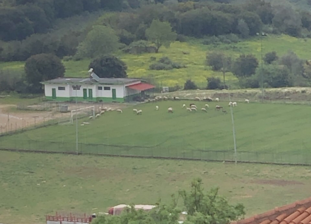 Βοσκάνε πρόβατα στο γήπεδο της ΚΑΤΟΥΝΑΣ -ΦΩΤΟ - Φωτογραφία 1