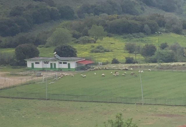 Βοσκάνε πρόβατα στο γήπεδο της ΚΑΤΟΥΝΑΣ -ΦΩΤΟ - Φωτογραφία 2