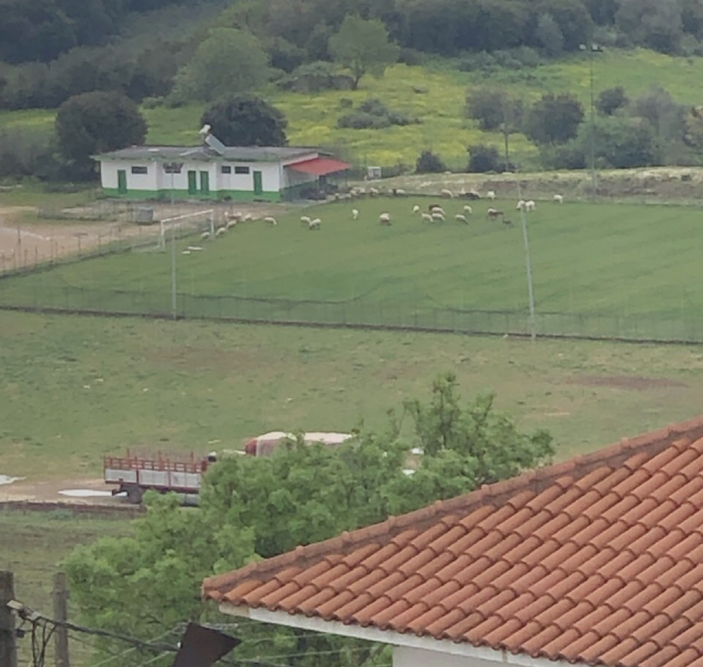 Βοσκάνε πρόβατα στο γήπεδο της ΚΑΤΟΥΝΑΣ -ΦΩΤΟ - Φωτογραφία 3