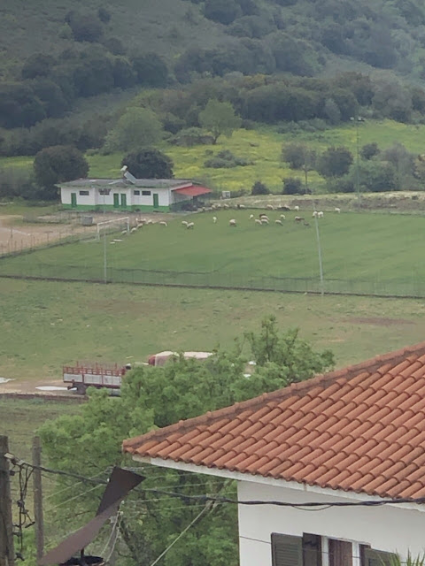 Βοσκάνε πρόβατα στο γήπεδο της ΚΑΤΟΥΝΑΣ -ΦΩΤΟ - Φωτογραφία 4