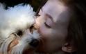 Η απώλεια ενός σκύλου πληγώνει όσο η απώλεια ενός αγαπημένου ανθρώπου σύμφωνα με έρευνα