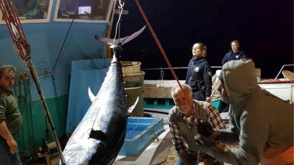 Καλύμνιοι ψαράδες έπιασαν τόνο - γίγαντα 2,74 μέτρων και 288 κιλών στην Νάξο - Δείτε φωτογραφίες - Φωτογραφία 1