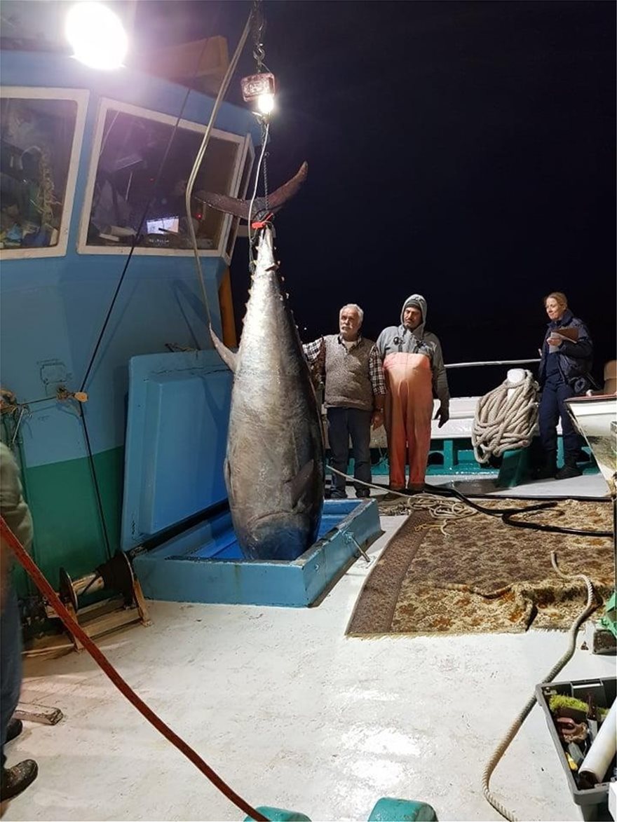 Καλύμνιοι ψαράδες έπιασαν τόνο - γίγαντα 2,74 μέτρων και 288 κιλών στην Νάξο - Δείτε φωτογραφίες - Φωτογραφία 2