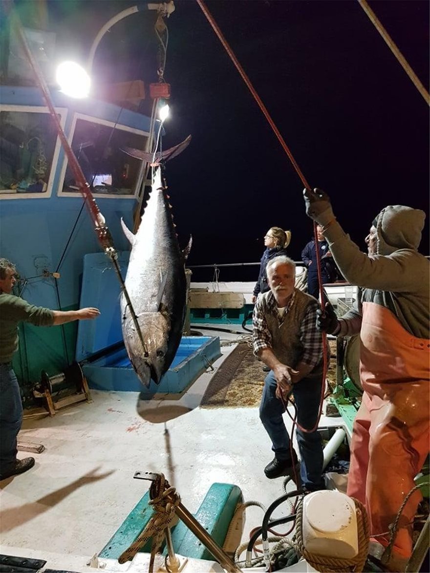 Καλύμνιοι ψαράδες έπιασαν τόνο - γίγαντα 2,74 μέτρων και 288 κιλών στην Νάξο - Δείτε φωτογραφίες - Φωτογραφία 4