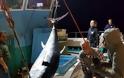 Καλύμνιοι ψαράδες έπιασαν τόνο - γίγαντα 2,74 μέτρων και 288 κιλών στην Νάξο - Δείτε φωτογραφίες